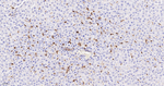 CD16 Antibody in Immunohistochemistry (Paraffin) (IHC (P))