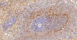 CD16 Antibody in Immunohistochemistry (Paraffin) (IHC (P))