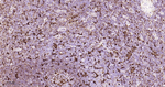 CD16 Antibody in Immunohistochemistry (Paraffin) (IHC (P))