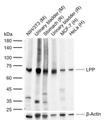 LPP Recombinant Rabbit Monoclonal Antibody (17H19)