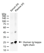 Kappa Light Chain Antibody in Western Blot (WB)