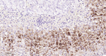 ADFP Antibody in Immunohistochemistry (Paraffin) (IHC (P))