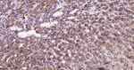 ADFP Antibody in Immunohistochemistry (Paraffin) (IHC (P))