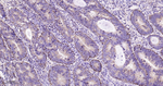 ADFP Antibody in Immunohistochemistry (Paraffin) (IHC (P))