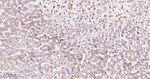 ADFP Antibody in Immunohistochemistry (Paraffin) (IHC (P))