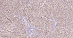 ADFP Antibody in Immunohistochemistry (Paraffin) (IHC (P))