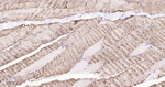 ADFP Recombinant Rabbit Monoclonal Antibody (7B2)