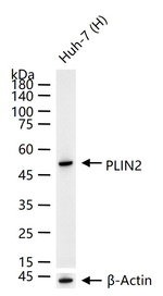 ADFP Antibody in Western Blot (WB)