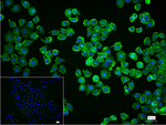 CD44 Recombinant Rabbit Monoclonal Antibody (2D13)