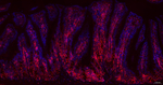 CD44 Antibody in Immunohistochemistry (Paraffin) (IHC (P))