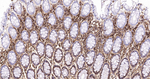 CD44 Antibody in Immunohistochemistry (Paraffin) (IHC (P))