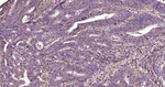 CD44 Antibody in Immunohistochemistry (Paraffin) (IHC (P))