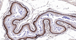 CD44 Antibody in Immunohistochemistry (Paraffin) (IHC (P))
