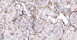 CD44 Antibody in Immunohistochemistry (Paraffin) (IHC (P))