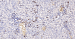 CD44 Antibody in Immunohistochemistry (Paraffin) (IHC (P))