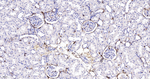 CD44 Antibody in Immunohistochemistry (Paraffin) (IHC (P))