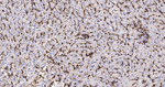 CD44 Antibody in Immunohistochemistry (Paraffin) (IHC (P))