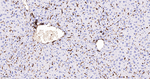 CD44 Antibody in Immunohistochemistry (Paraffin) (IHC (P))