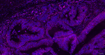 CD44 Antibody in Immunohistochemistry (Paraffin) (IHC (P))