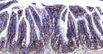 CD44 Antibody in Immunohistochemistry (Paraffin) (IHC (P))