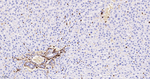 CD44 Antibody in Immunohistochemistry (Paraffin) (IHC (P))
