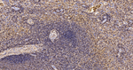 CD44 Antibody in Immunohistochemistry (Paraffin) (IHC (P))