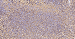 CD44 Antibody in Immunohistochemistry (Paraffin) (IHC (P))