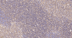 CD44 Antibody in Immunohistochemistry (Paraffin) (IHC (P))