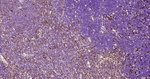 CD44 Antibody in Immunohistochemistry (Paraffin) (IHC (P))