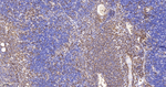 CD44 Antibody in Immunohistochemistry (Paraffin) (IHC (P))