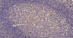CD44 Antibody in Immunohistochemistry (Paraffin) (IHC (P))