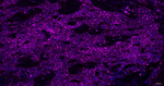 CD44 Antibody in Immunohistochemistry (Paraffin) (IHC (P))