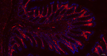 CD44 Antibody in Immunohistochemistry (Paraffin) (IHC (P))