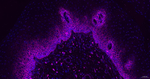 CD44 Antibody in Immunohistochemistry (Paraffin) (IHC (P))