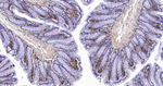 CD44 Antibody in Immunohistochemistry (Paraffin) (IHC (P))