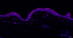 CD44 Antibody in Immunohistochemistry (Paraffin) (IHC (P))