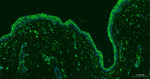 CD44 Antibody in Immunohistochemistry (Paraffin) (IHC (P))