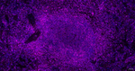 CD44 Antibody in Immunohistochemistry (Paraffin) (IHC (P))