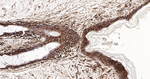 CD44 Antibody in Immunohistochemistry (Paraffin) (IHC (P))