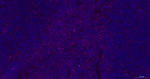 CD44 Antibody in Immunohistochemistry (Paraffin) (IHC (P))