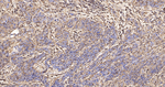 CD44 Antibody in Immunohistochemistry (Paraffin) (IHC (P))