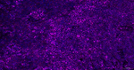 CD44 Antibody in Immunohistochemistry (Paraffin) (IHC (P))