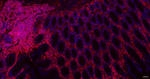 CD44 Antibody in Immunohistochemistry (Paraffin) (IHC (P))
