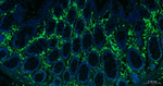 CD44 Antibody in Immunohistochemistry (Paraffin) (IHC (P))