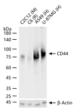 CD44 Antibody in Western Blot (WB)