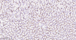 ABCB1 Antibody in Immunohistochemistry (Paraffin) (IHC (P))