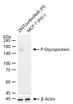 ABCB1 Antibody in Western Blot (WB)