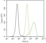 Collagen III Antibody in Flow Cytometry (Flow)