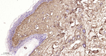 Collagen III Antibody in Immunohistochemistry (Paraffin) (IHC (P))