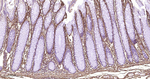 Collagen III Antibody in Immunohistochemistry (Paraffin) (IHC (P))